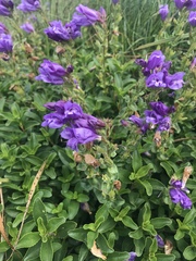 Penstemon cardwellii