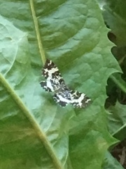 Rheumaptera hastata