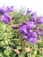 Penstemon cardwellii