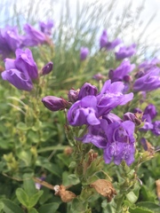 Penstemon cardwellii