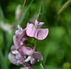 Lathyrus sylvestris