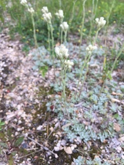Antennaria microphylla