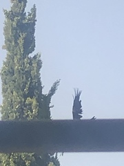 Corvus cornix