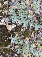 Antennaria microphylla