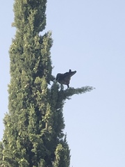 Corvus cornix