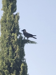 Corvus cornix