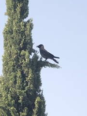 Corvus cornix