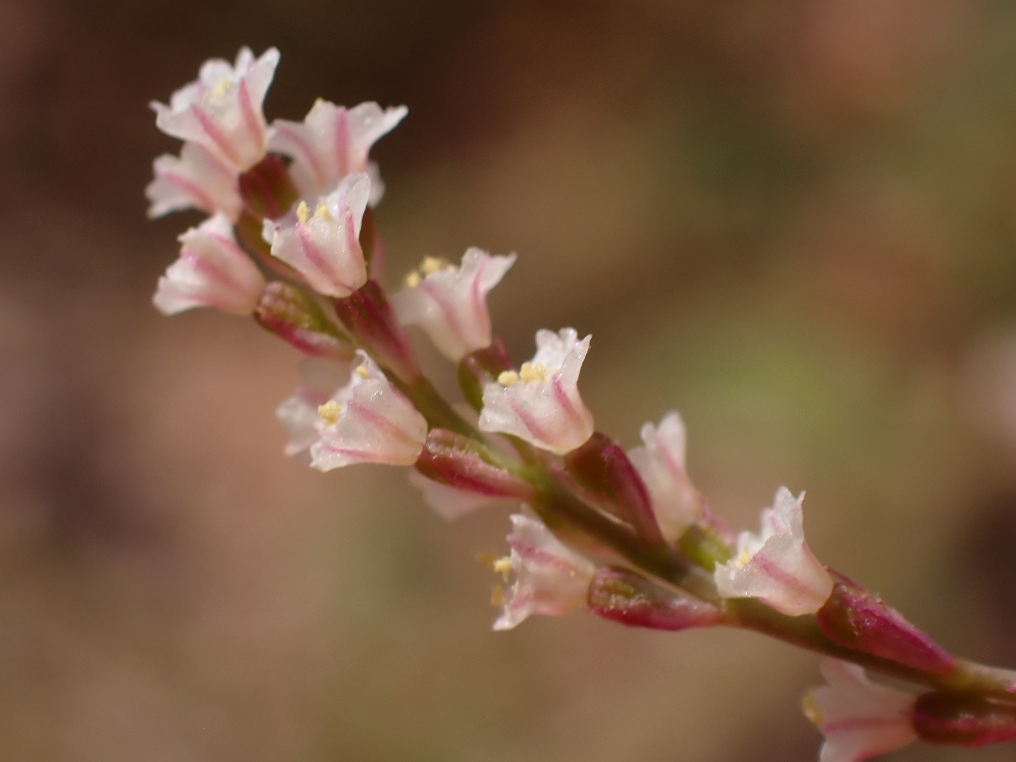 Boerhavia coulteri
