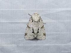 Thalathoides curtalis