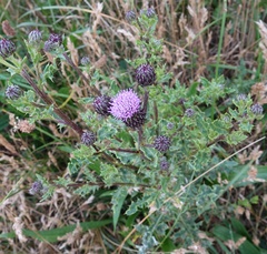 Cirsium palustre