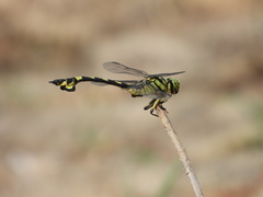 Sinictinogomphus clavatus