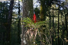Tillandsia imperialis