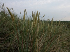 Leymus arenarius