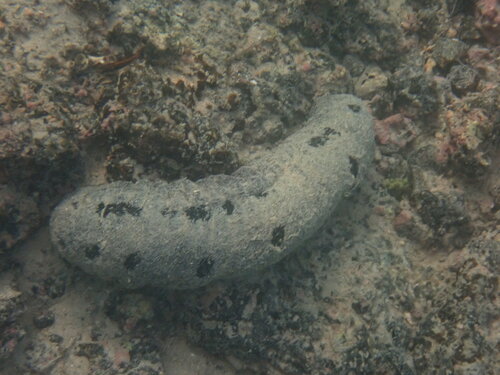 Lollyfish Sea Cucumber, Parque Nacional Galápagos, EC-GA, EC, photo 9 of 10
