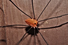 Leiobunum nigropalpi
