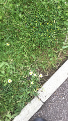 Bellis perennis