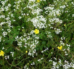 Galium uliginosum
