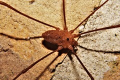 Leiobunum ventricosum