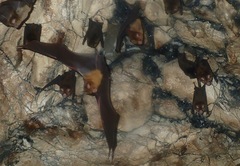 Hipposideros caffer