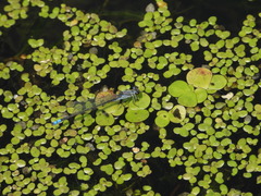 Paracercion calamorum