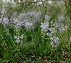 Veronica officinalis