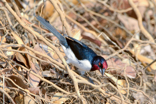 Crimson-fronted Cardinal (Araguaia)