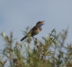 Luscinia svecica