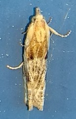 Eucosma ochrocephala