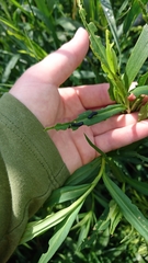 Trirhabda canadensis