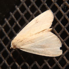 Marimatha nigrofimbria