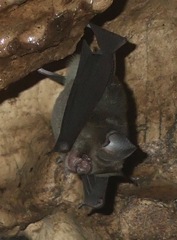 Hipposideros caffer