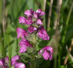 Pedicularis gyroflexa