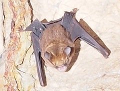 Hipposideros caffer