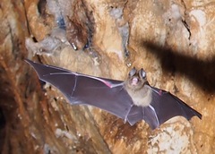 Hipposideros caffer