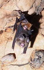 Hipposideros caffer
