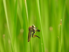 Cophinopoda chinensis
