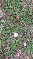 Convolvulus arvensis
