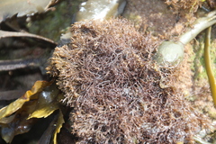 Vertebrata lanosa