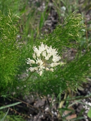 Allium flavescens