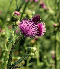 Carduus crispus