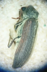 Hemicoelus