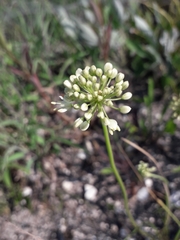 Allium flavescens