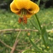 Lilium ponticum - Photo (c) bayramkus, algunos derechos reservados (CC BY-NC)