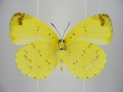 Eurema senegalensis