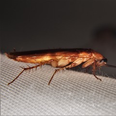 Parcoblatta virginica
