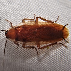 Parcoblatta virginica