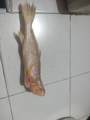 Nebris microps