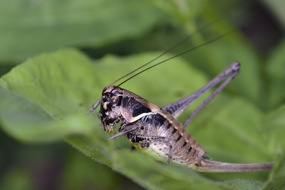Macedonian Dark Bush-cricket