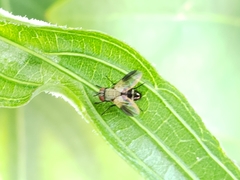 Phytomyptera