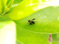Phytomyptera